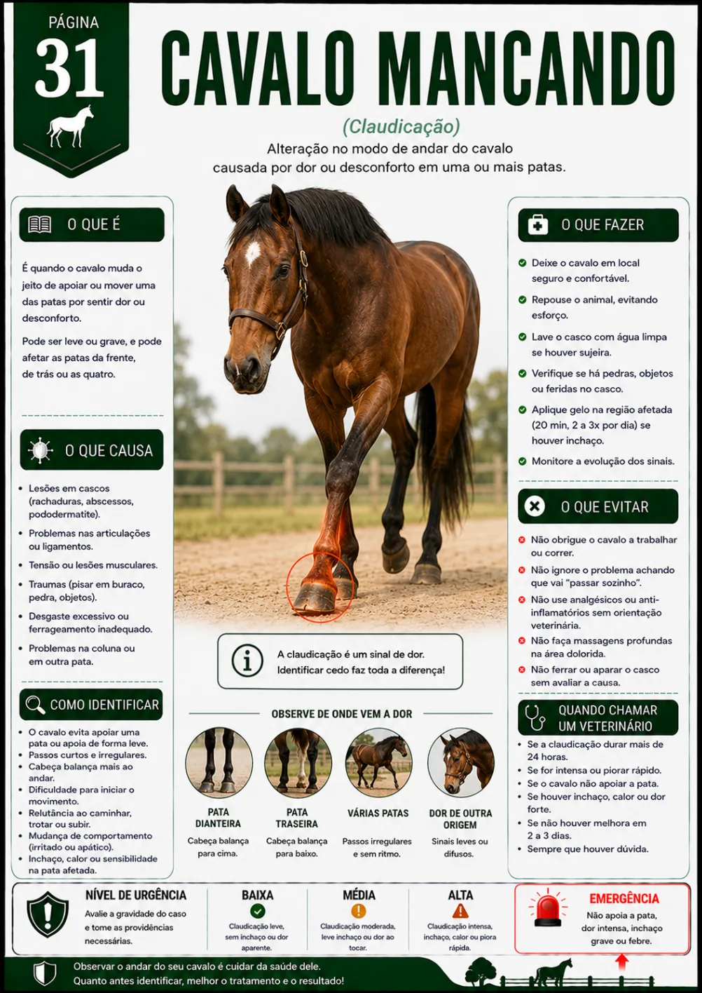 Página 31 - Cavalo Mancando